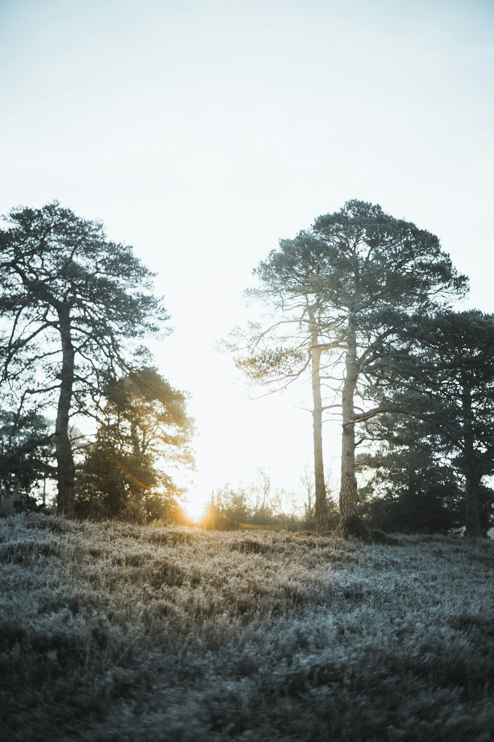 the sun is shining through the trees in the field