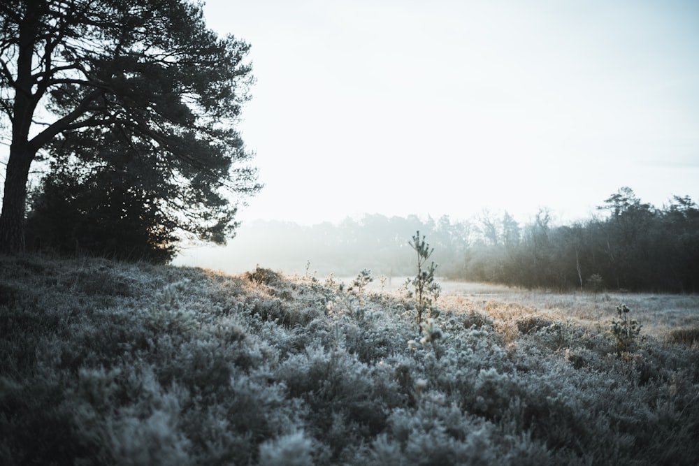 a foggy field with trees in the background