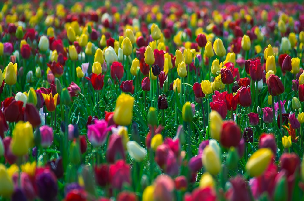 a field of colorful tulips in a field