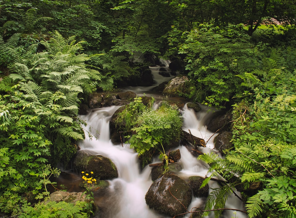 a stream running through a lush green forest