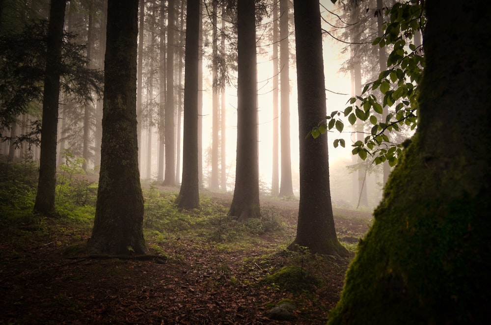 a forest filled with lots of tall trees