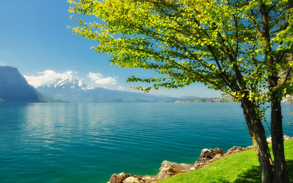 a large body of water sitting next to a lush green hillside