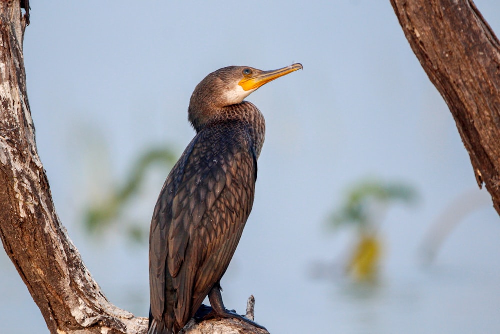 a bird sitting on top of a tree branch