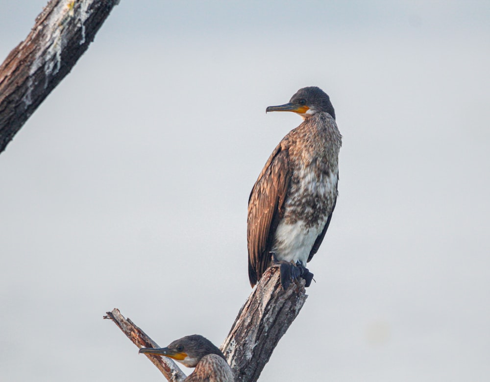 a bird sitting on top of a tree branch