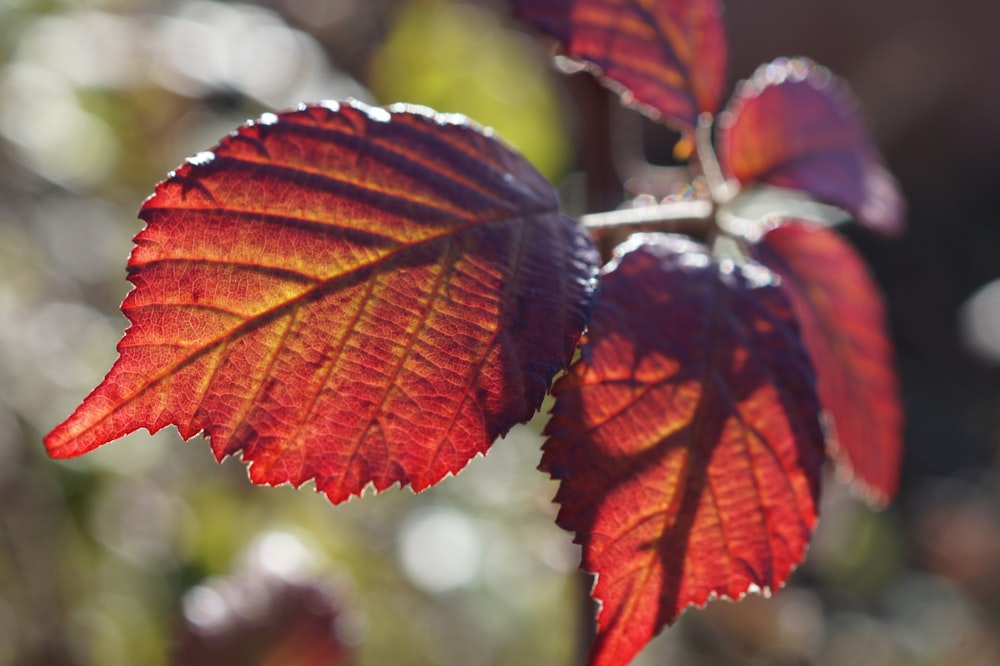 a close up of a red leaf on a tree