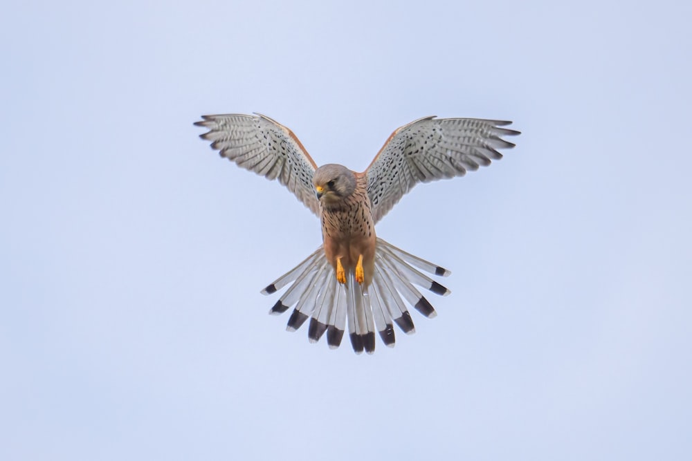 a bird flying through the air with its wings spread