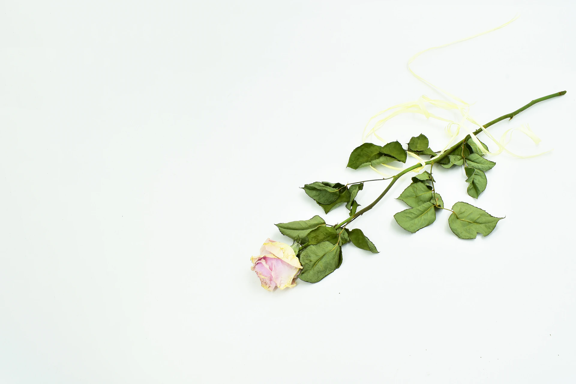 a single pink rose with green leaves on a white background