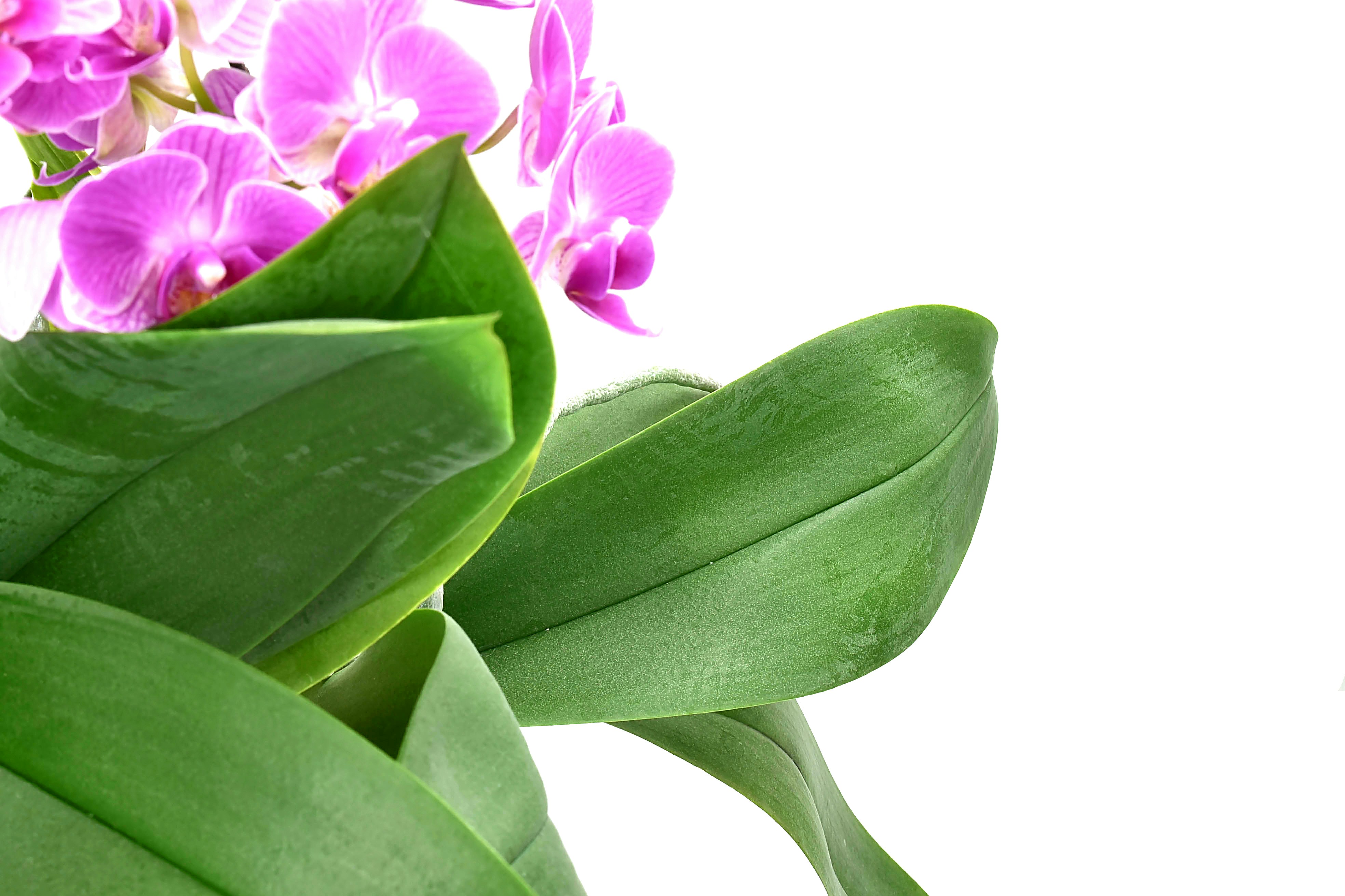 Phalaenopsis Elegance