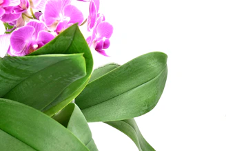 Close-up of delicate artificial orchids with soft pink petals and green leaves