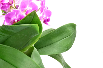 Close-up of delicate artificial orchids with soft pink petals and green leaves
