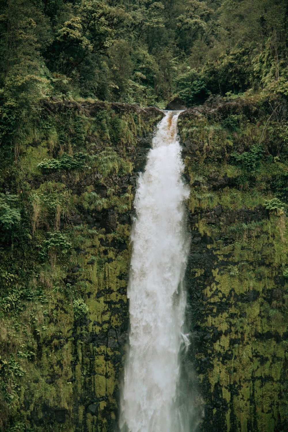 uma cachoeira é mostrada no meio de uma floresta