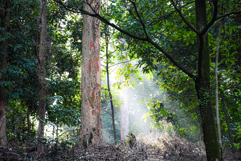 a forest filled with lots of green trees