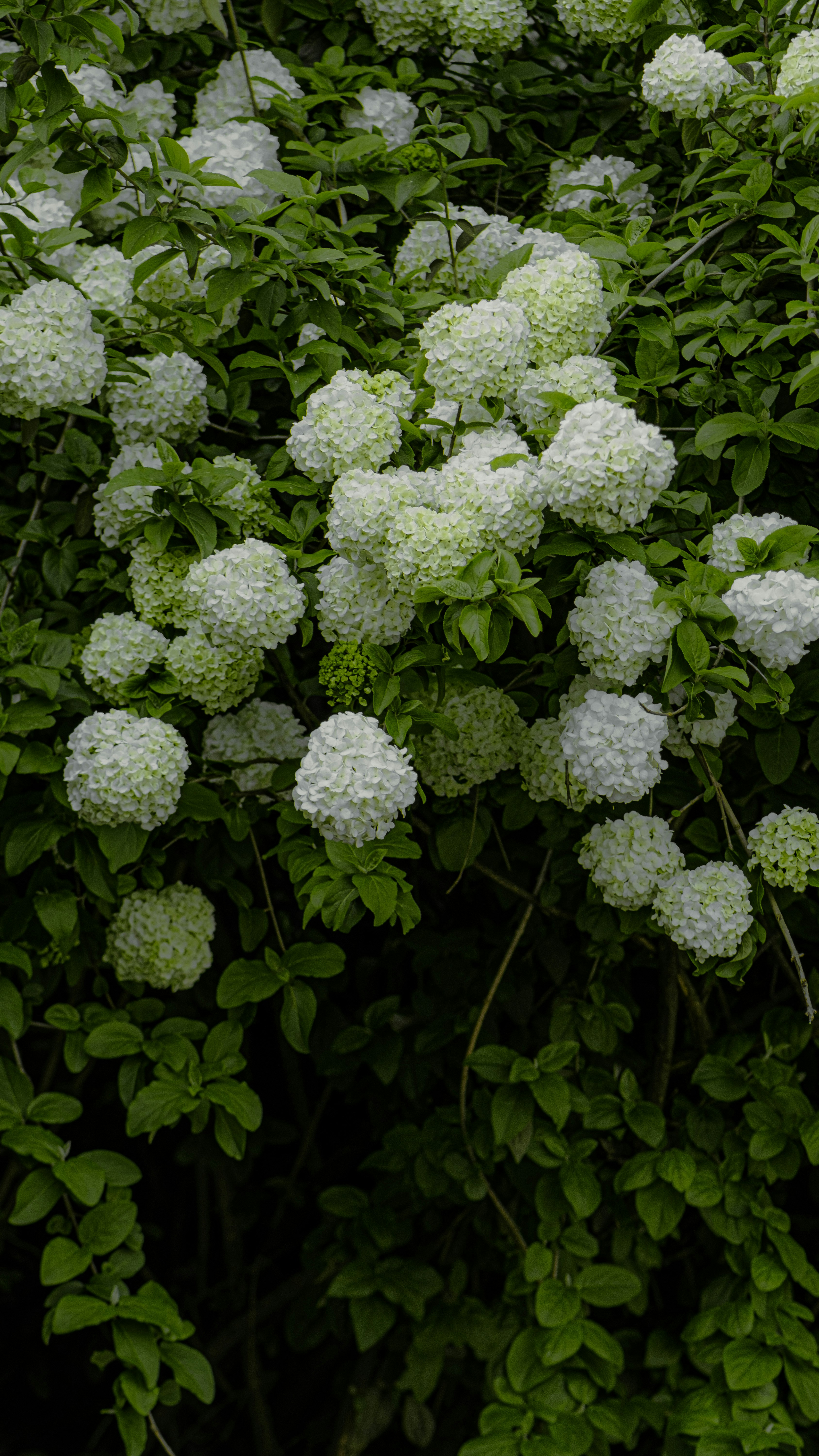 Photo by xiexianghua