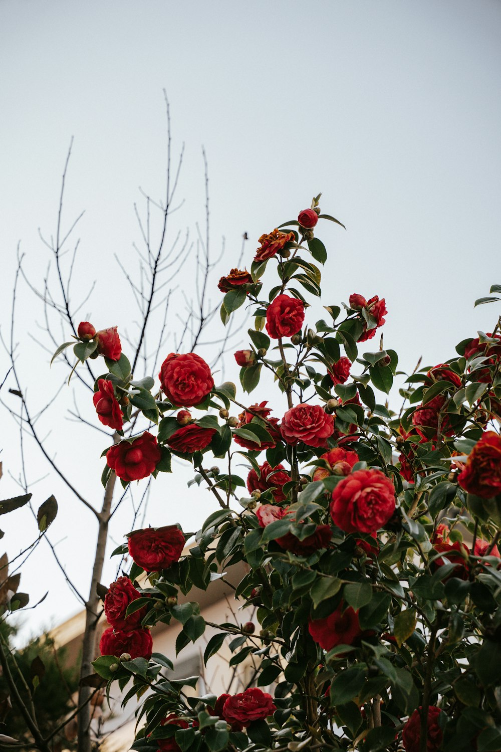 a bush of red roses with green leaves