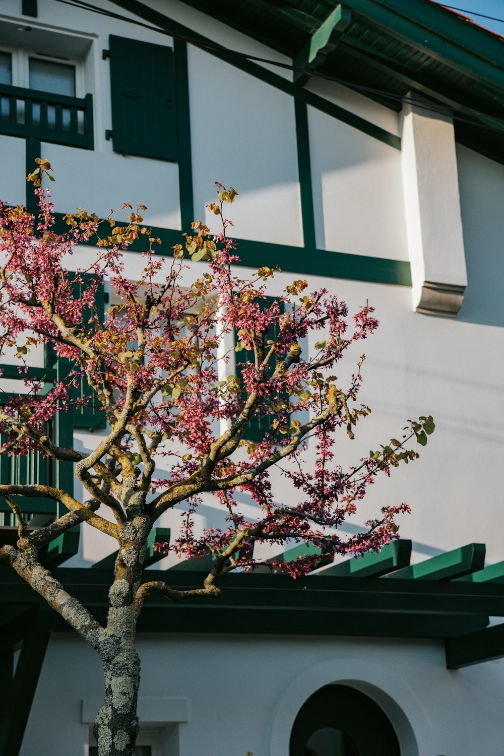 a tree in front of a building with green shutters