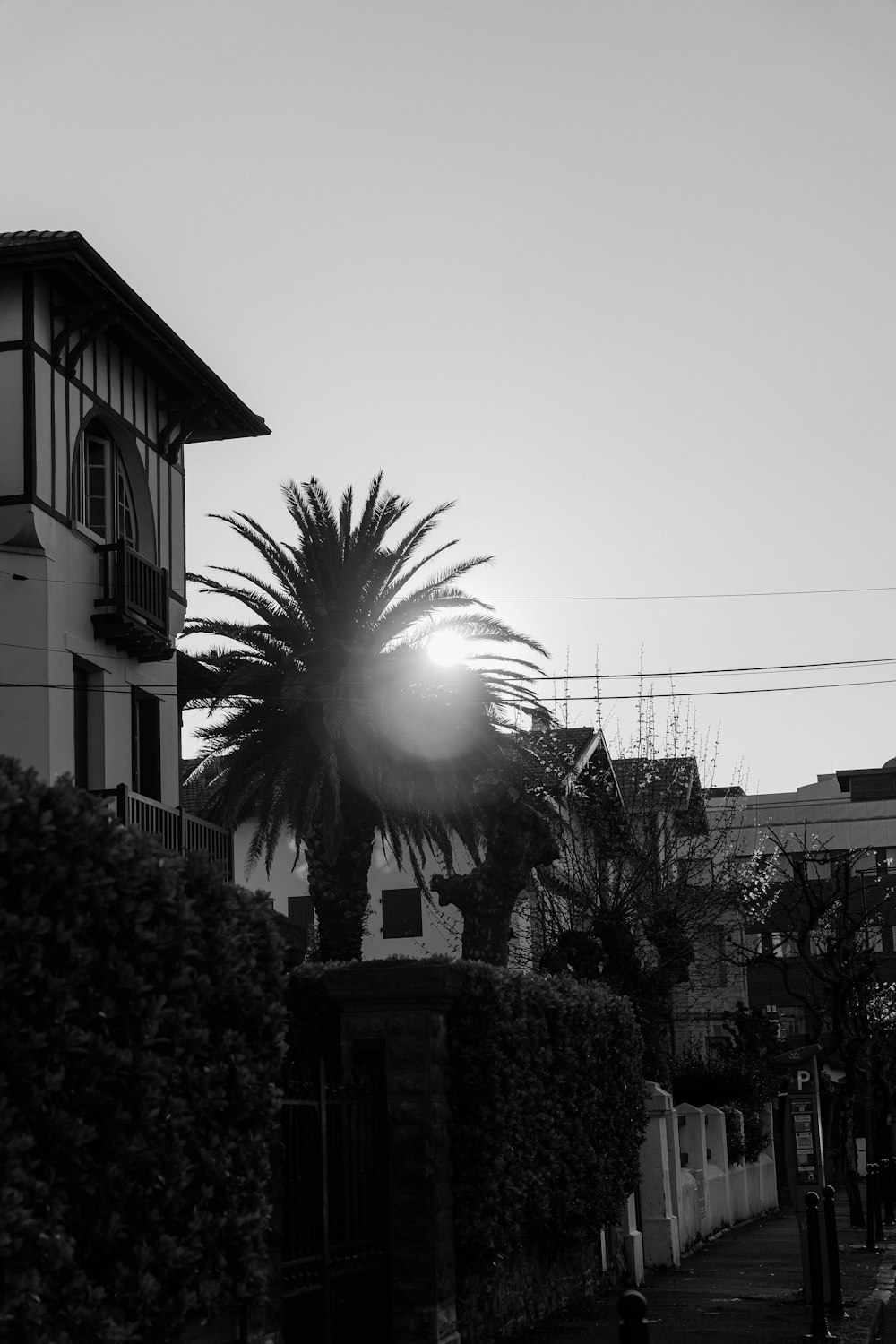 a black and white photo of a palm tree