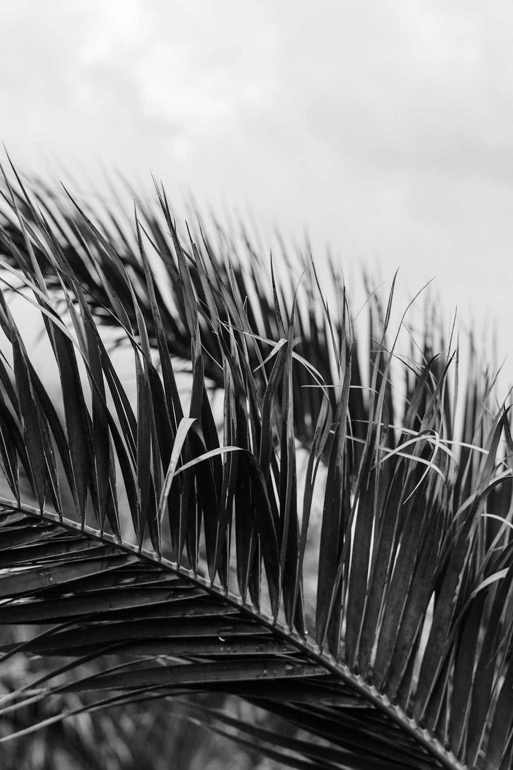 a black and white photo of a palm tree