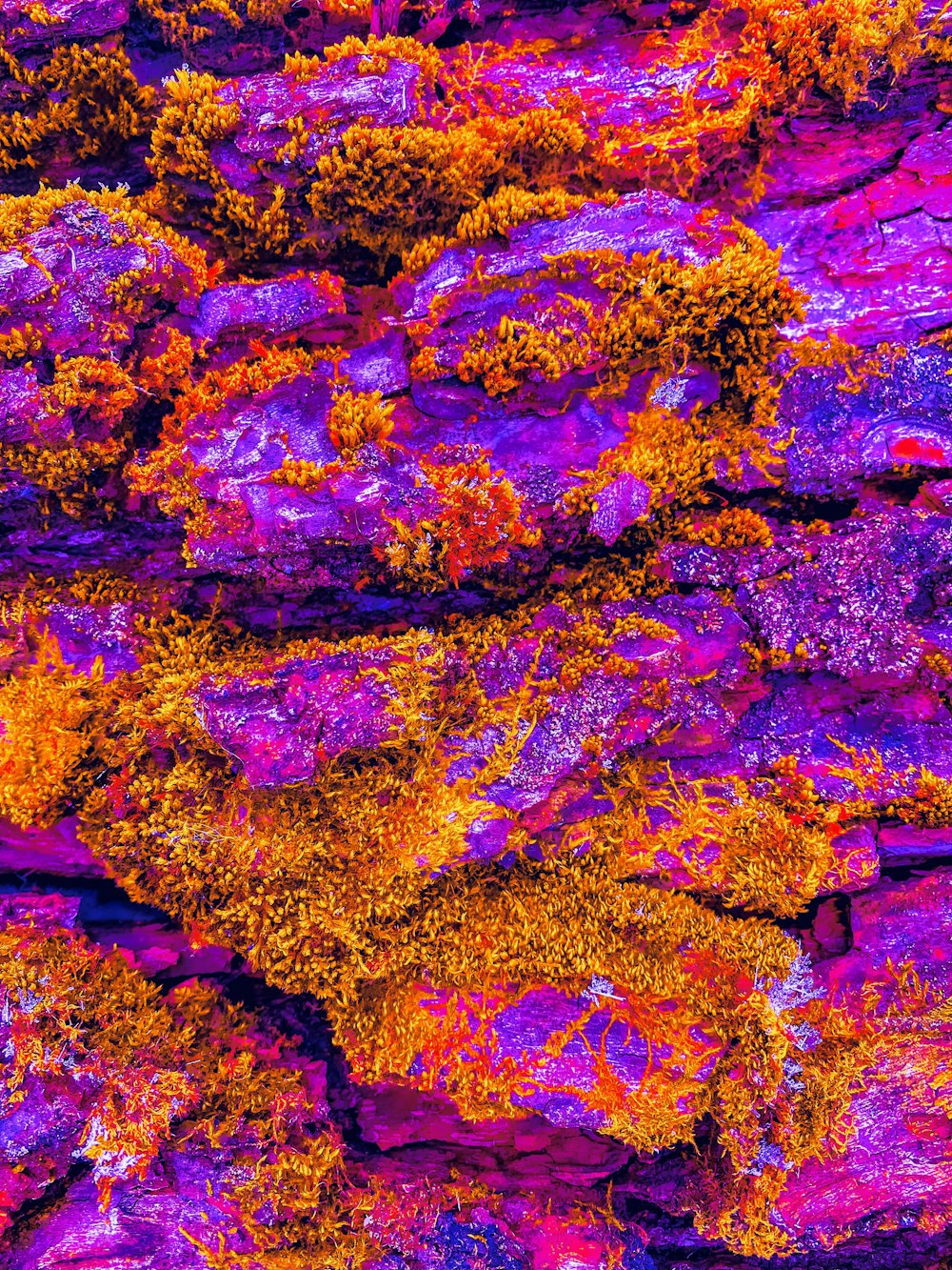 a close up of a rock wall covered in purple and orange lichen