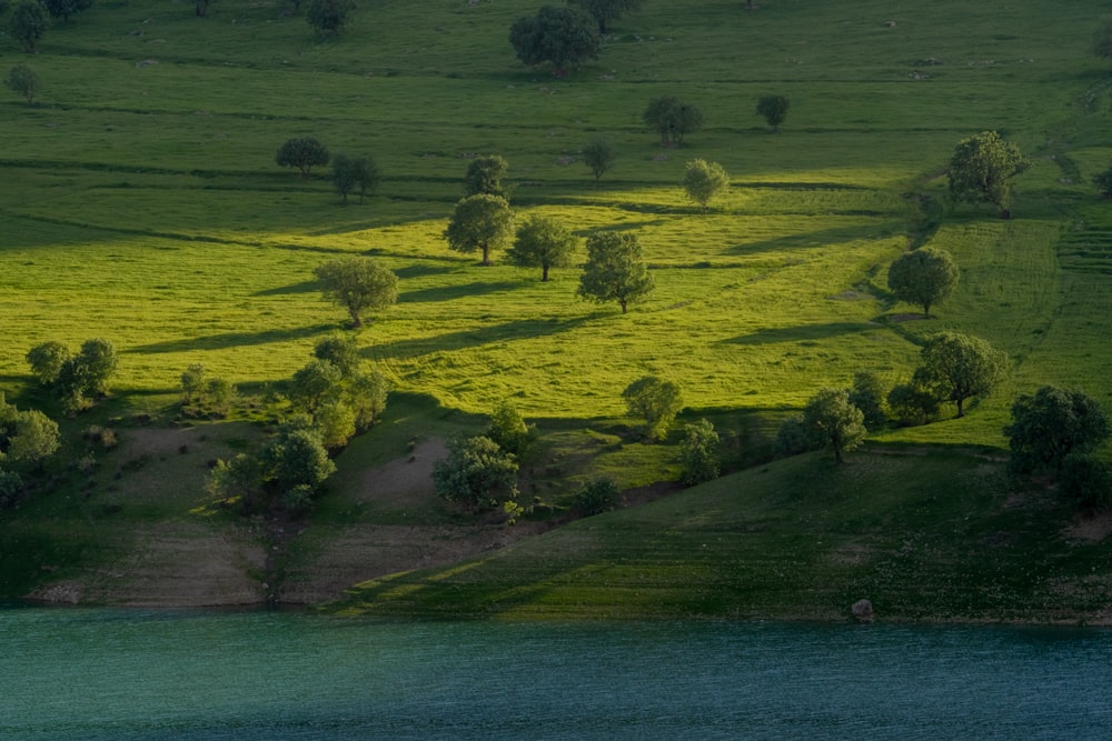 a grassy field with trees and a body of water