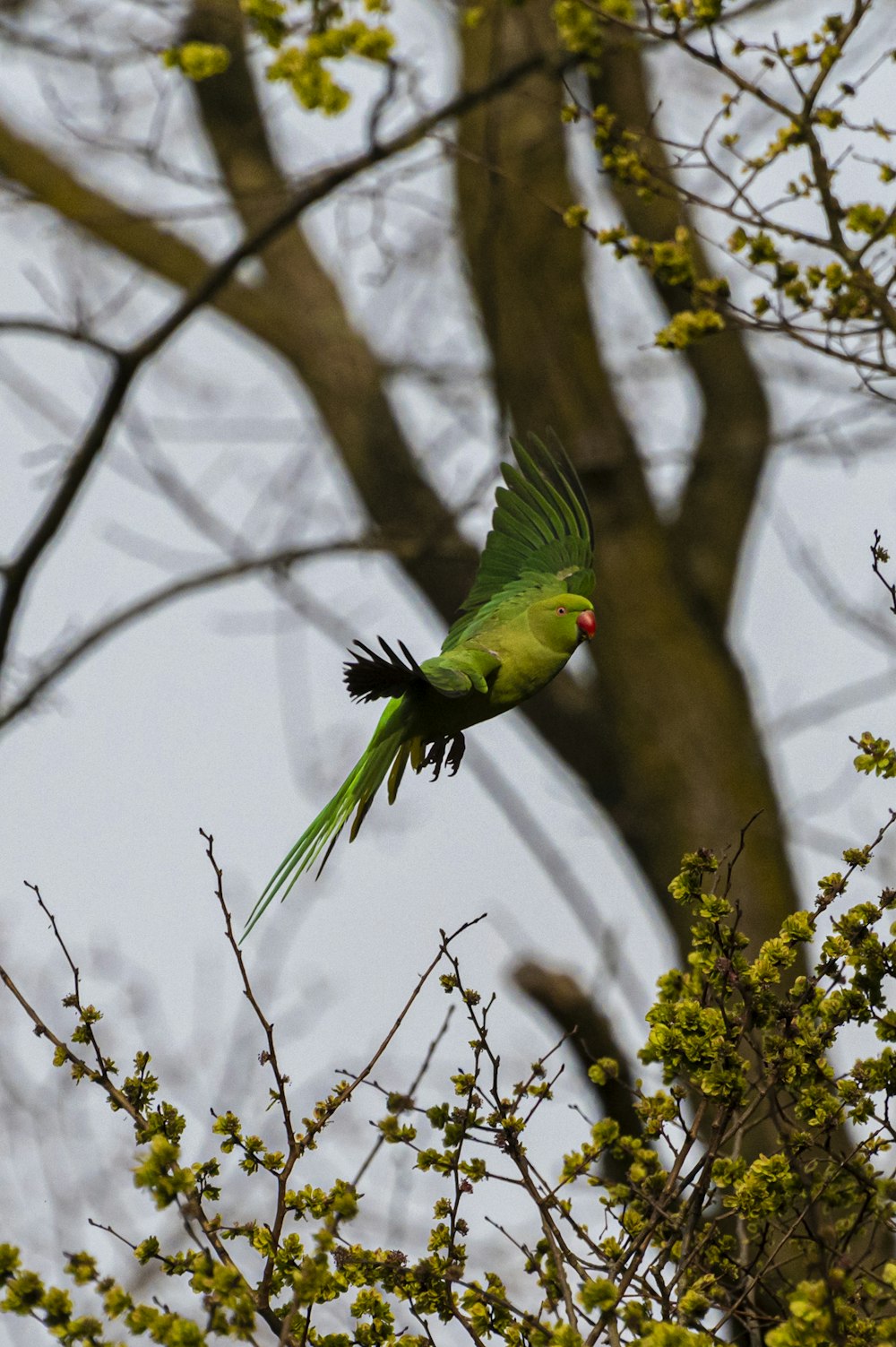 a green bird flying over a tree filled with leaves