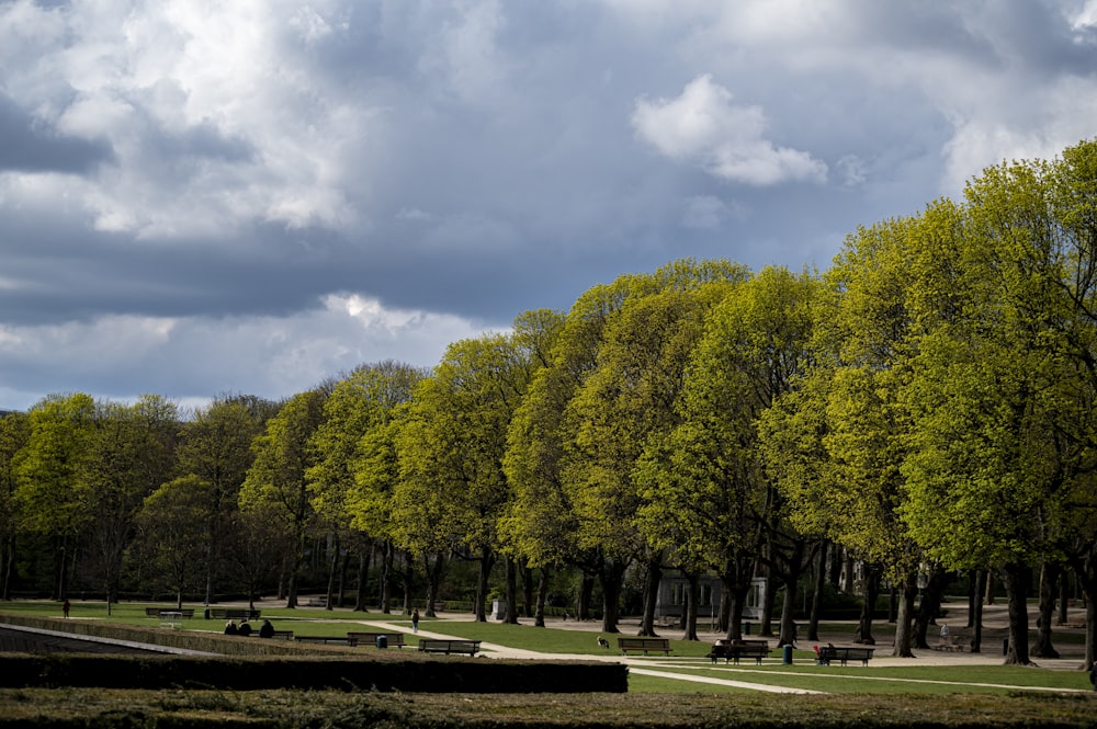 a row of trees in a park on a cloudy day