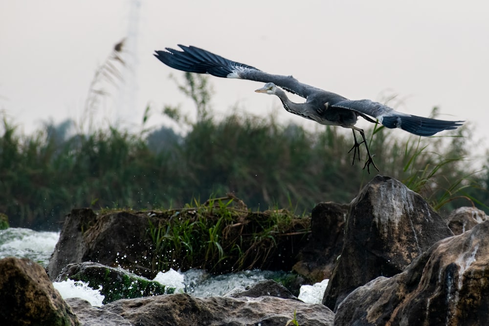 a bird is flying over some rocks and water