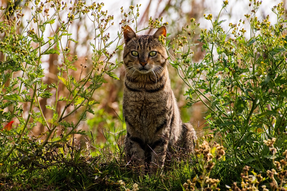 a cat sitting in the middle of a field