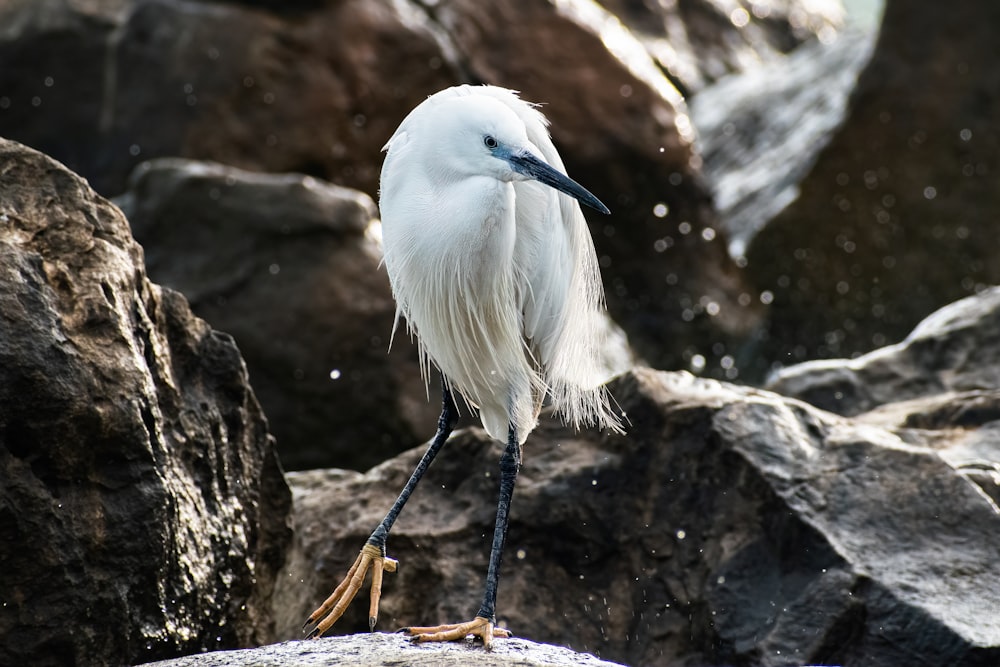 a white bird is standing on a rock