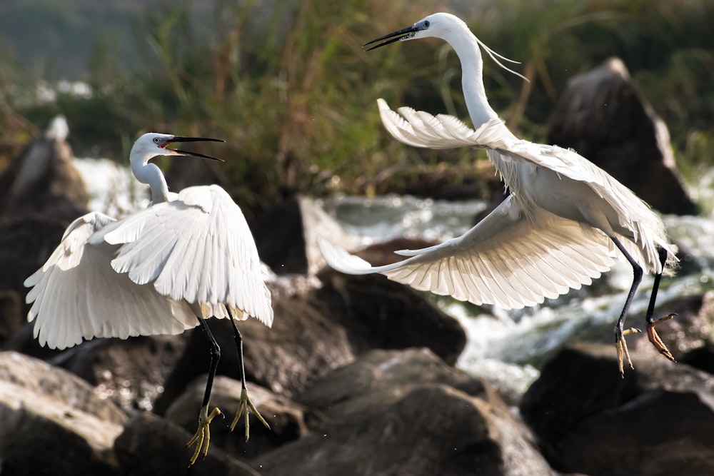 a couple of white birds flying over a river