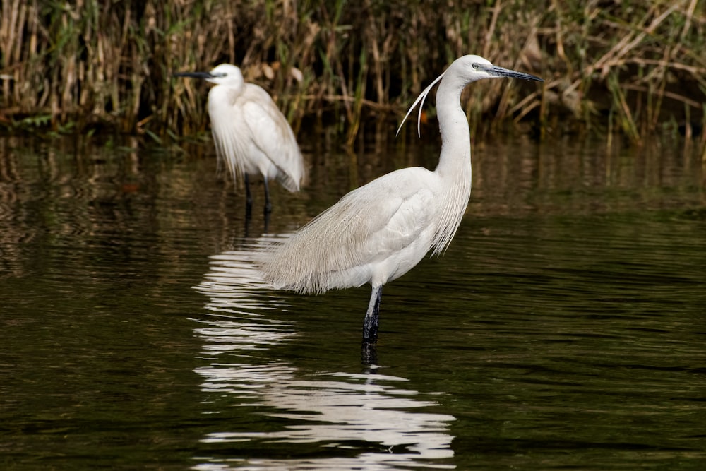 two white birds are standing in the water