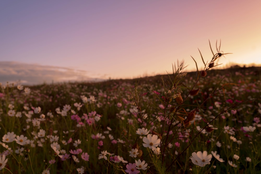a field of flowers with the sun setting in the background