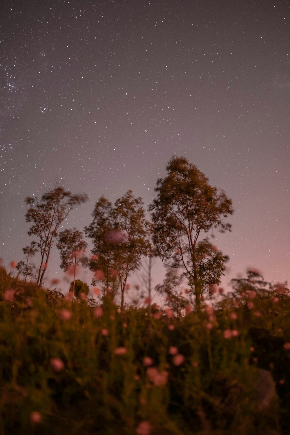 the night sky is filled with stars and trees