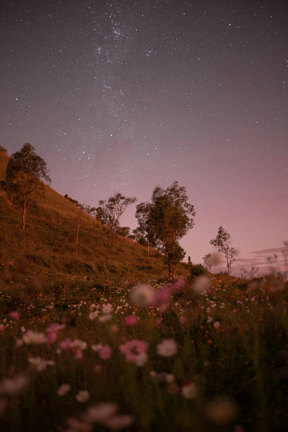 a field with flowers and trees under a night sky