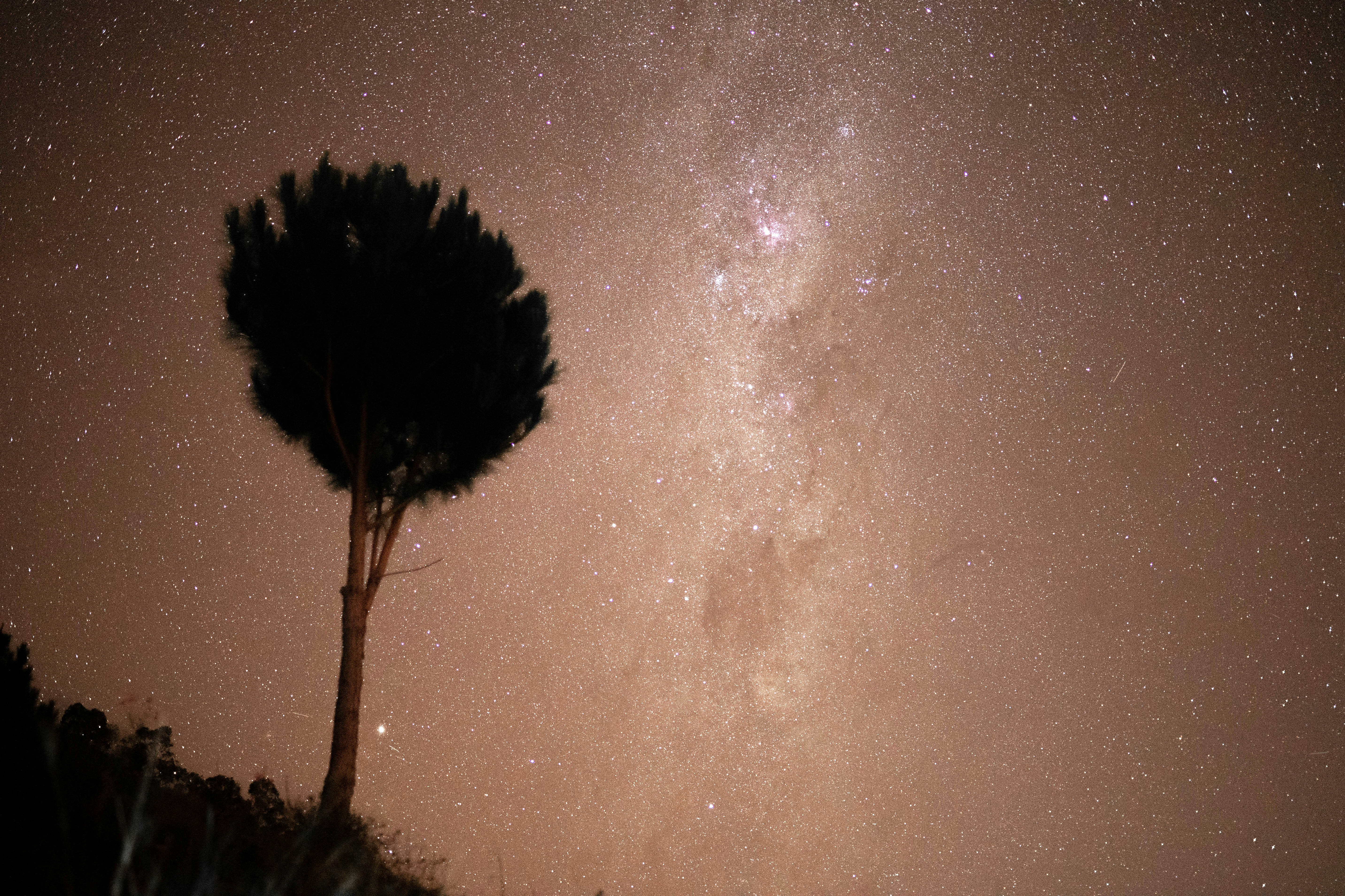 A lone tree is silhouetted against the night sky photo – Free Tree ...