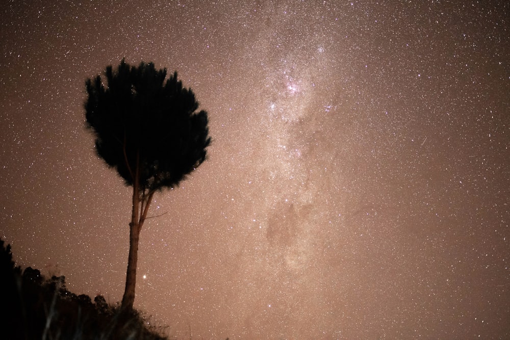 a lone tree is silhouetted against the night sky