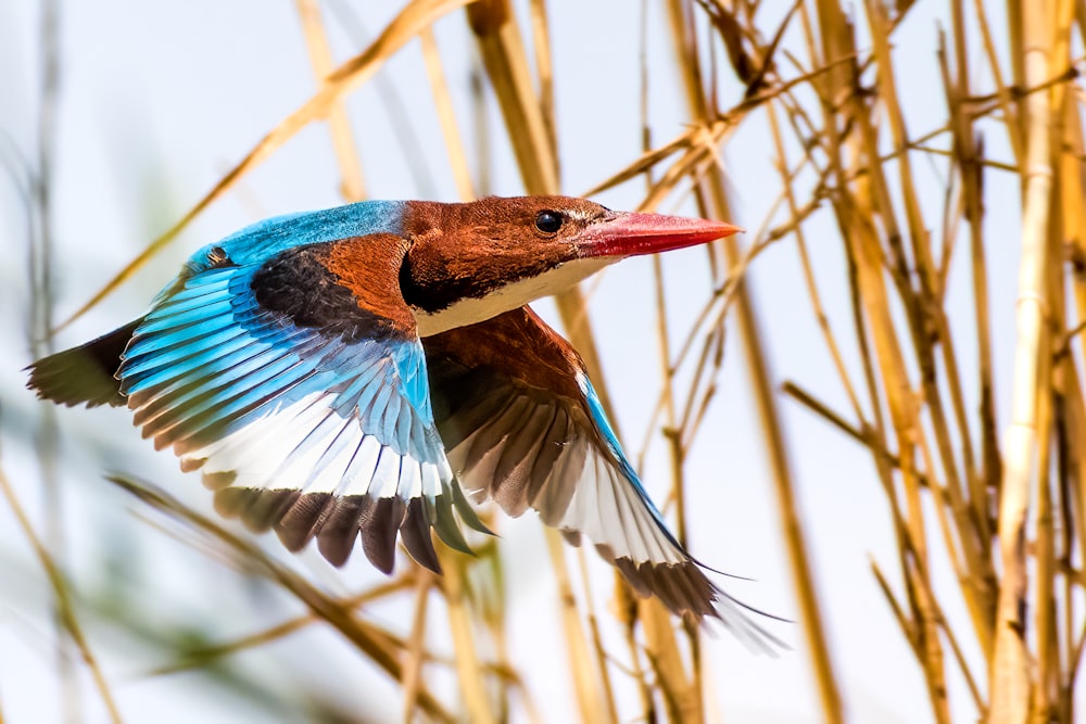 a colorful bird flying over a tall grass covered field