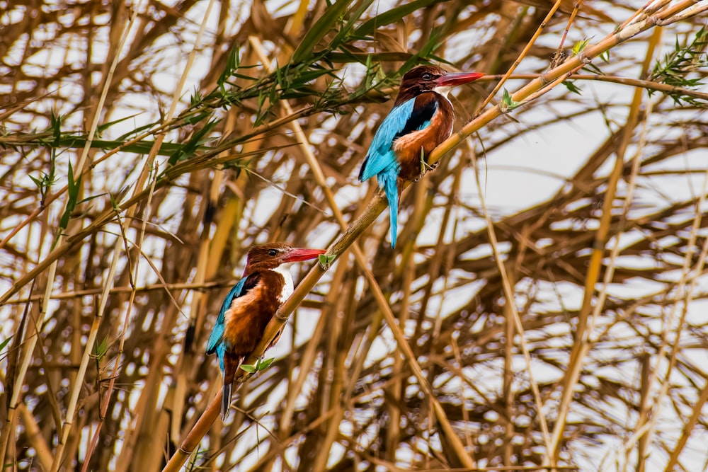 a couple of birds sitting on top of a tree branch