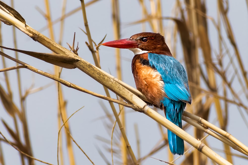 a colorful bird sitting on a branch of a tree