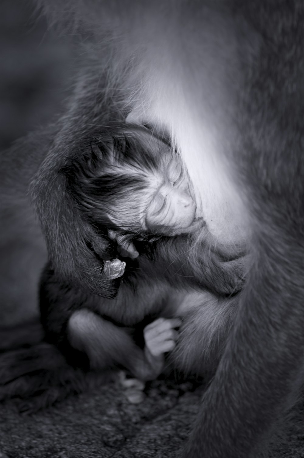 a baby monkey is curled up in its mother's arms