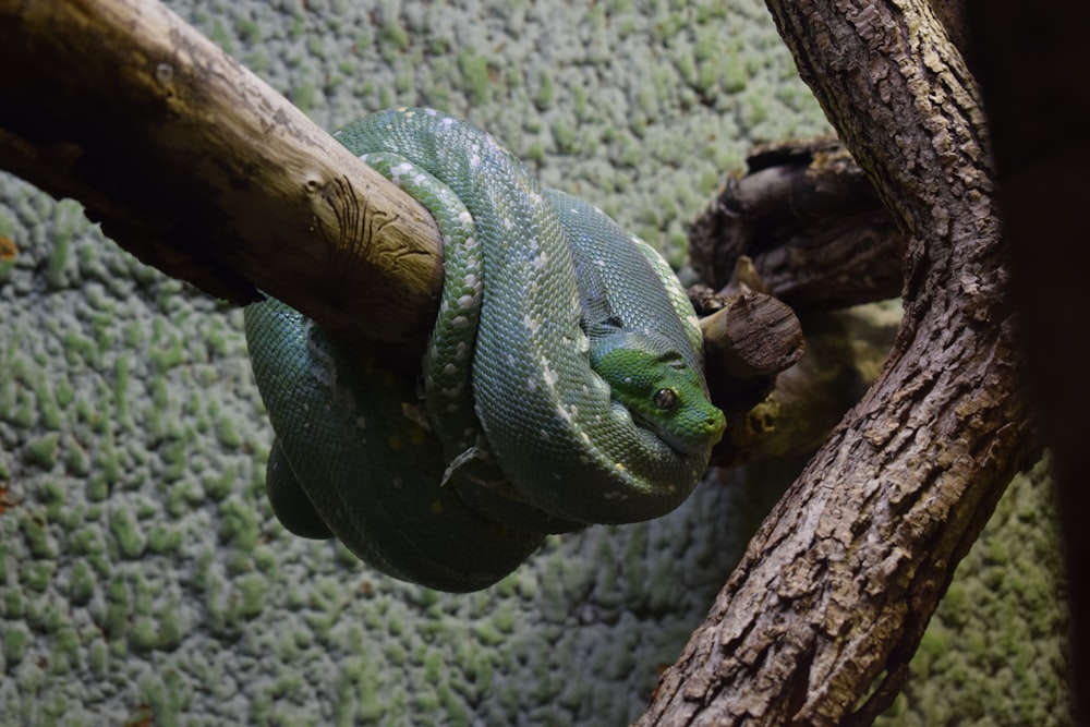 a green snake sitting on top of a tree branch