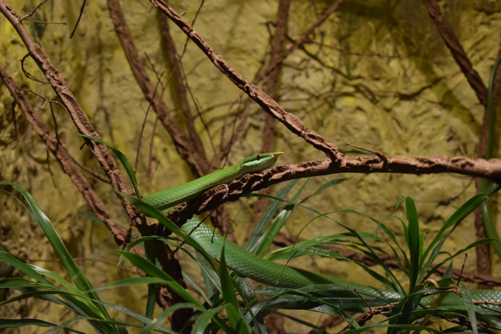 a green snake sitting on top of a tree branch