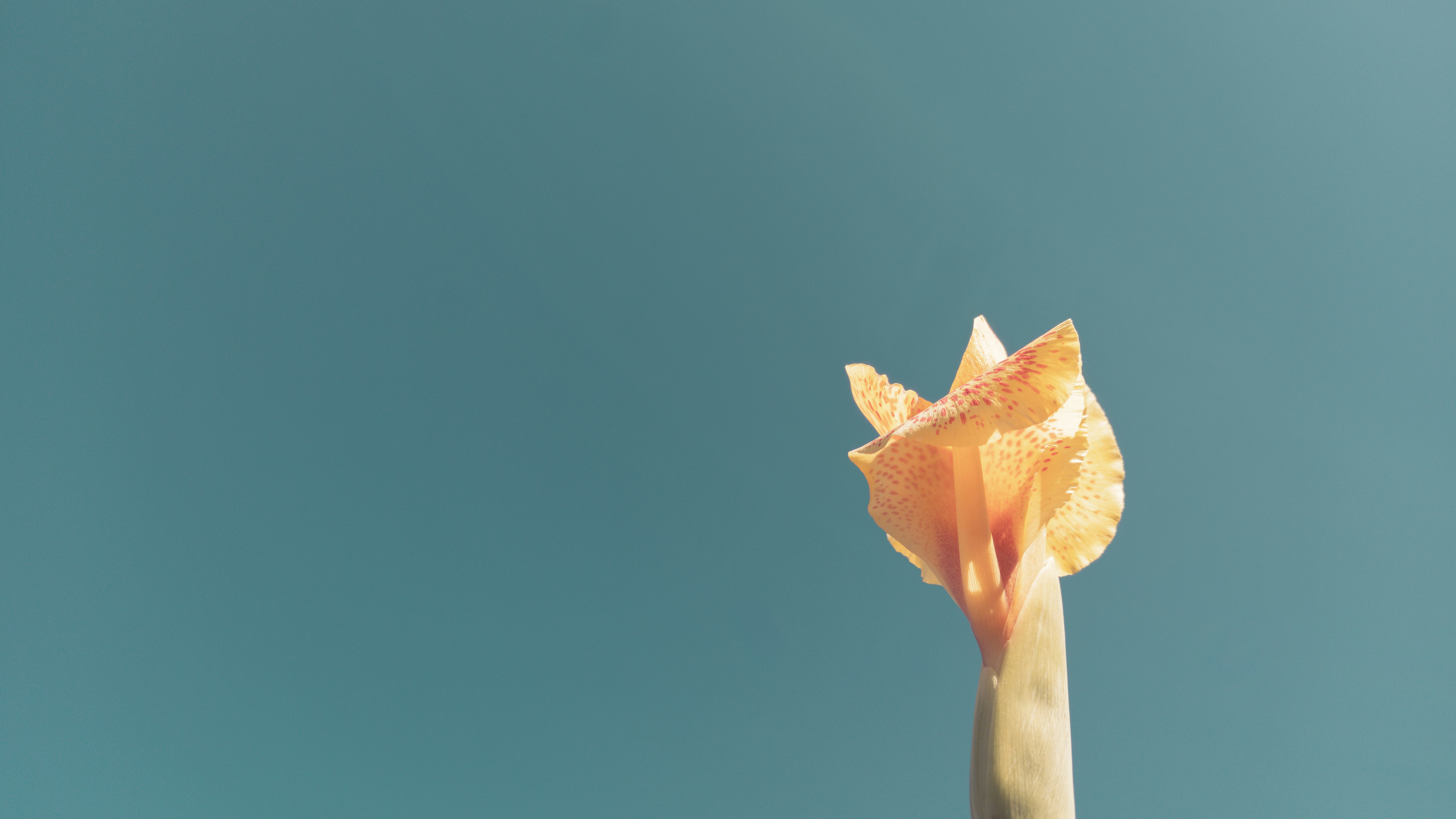 Photo by dariobonzi39