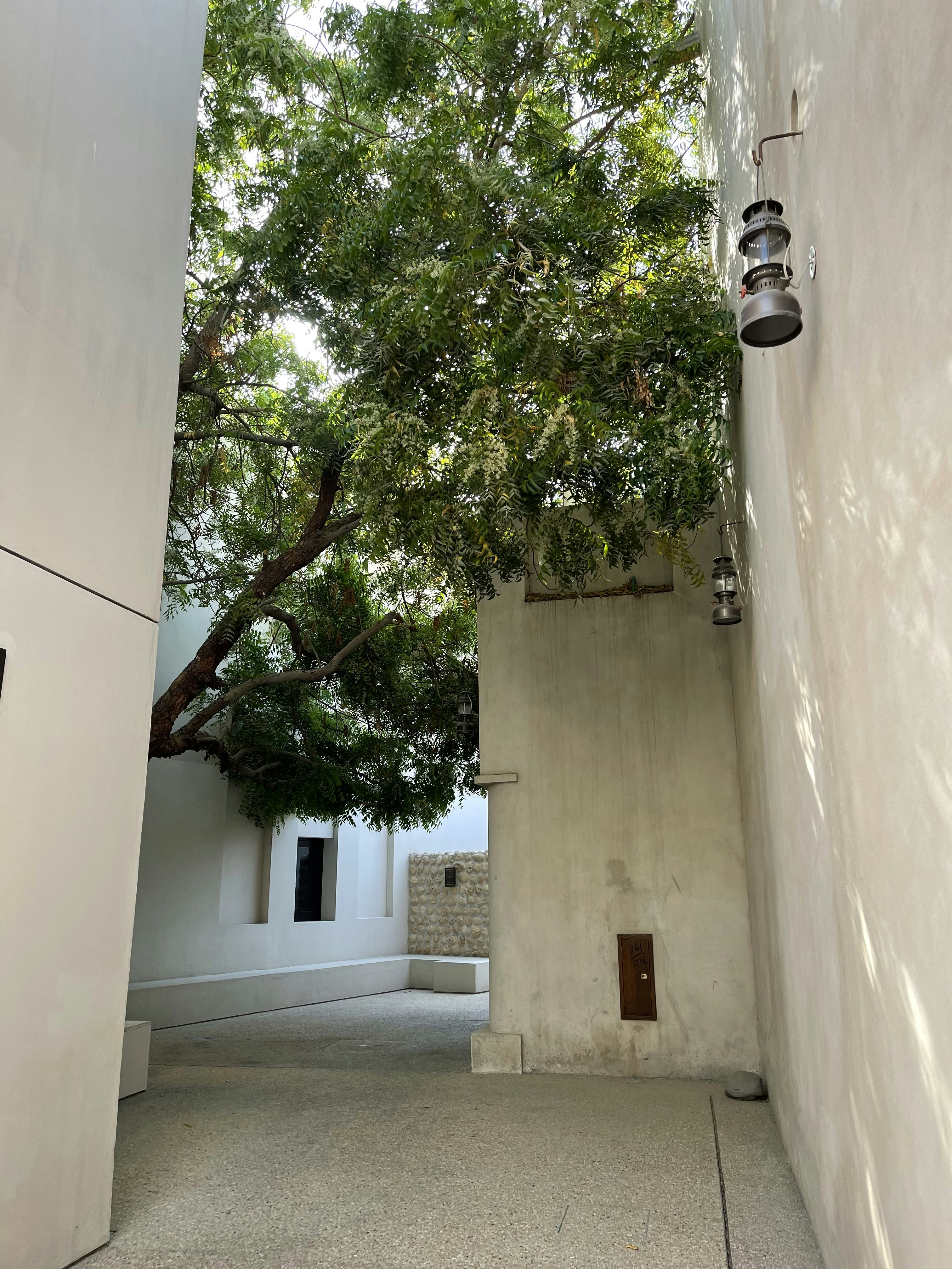 a tree in a courtyard between two buildings