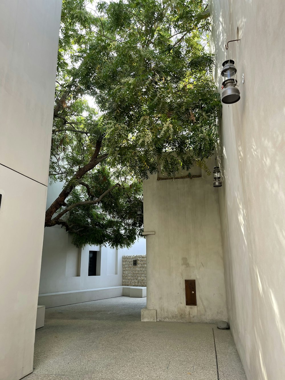 a tree in a courtyard between two buildings