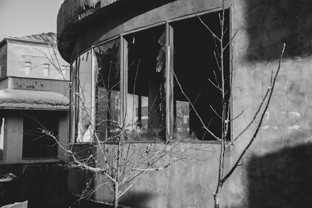 a black and white photo of a tree outside of a building