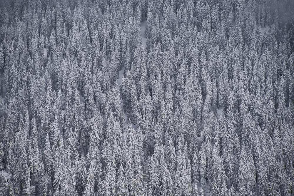 a large group of trees covered in snow