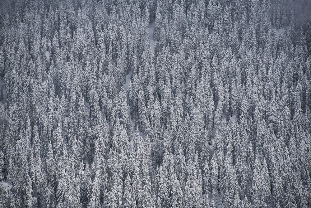 Un gran grupo de árboles cubiertos de nieve