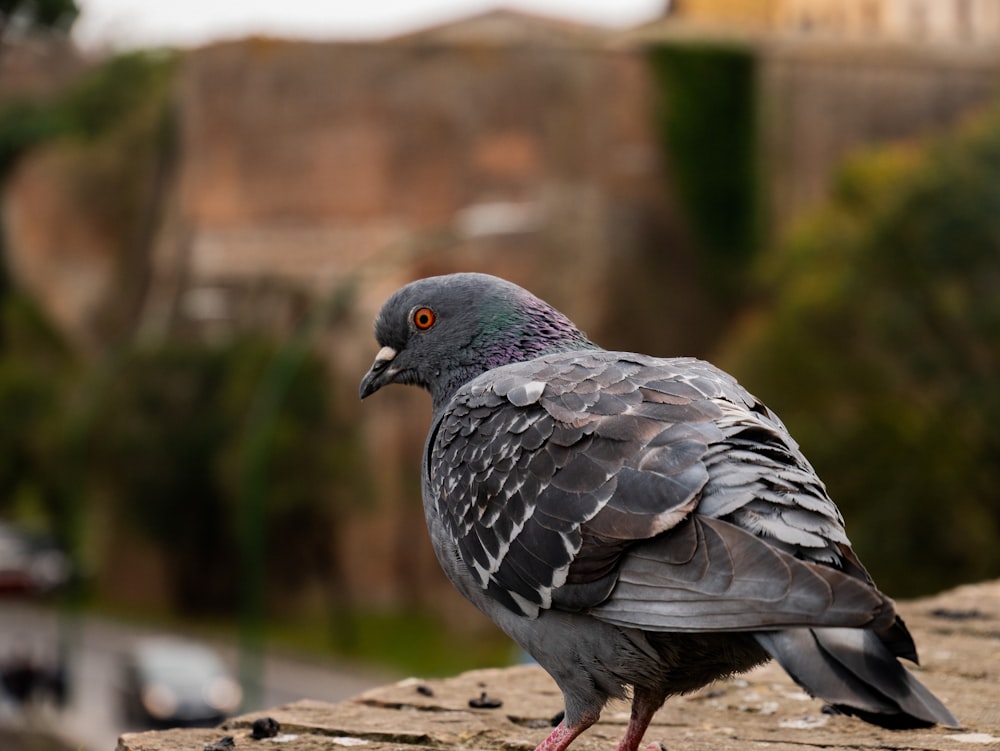 a pigeon standing on a ledge in a city
