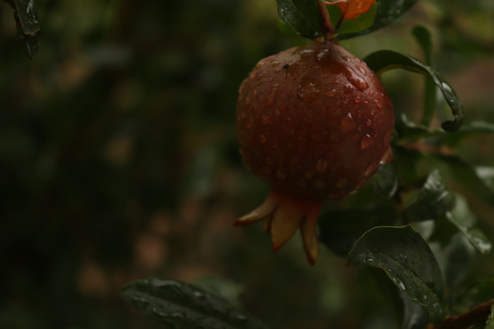 a close up of a fruit on a tree