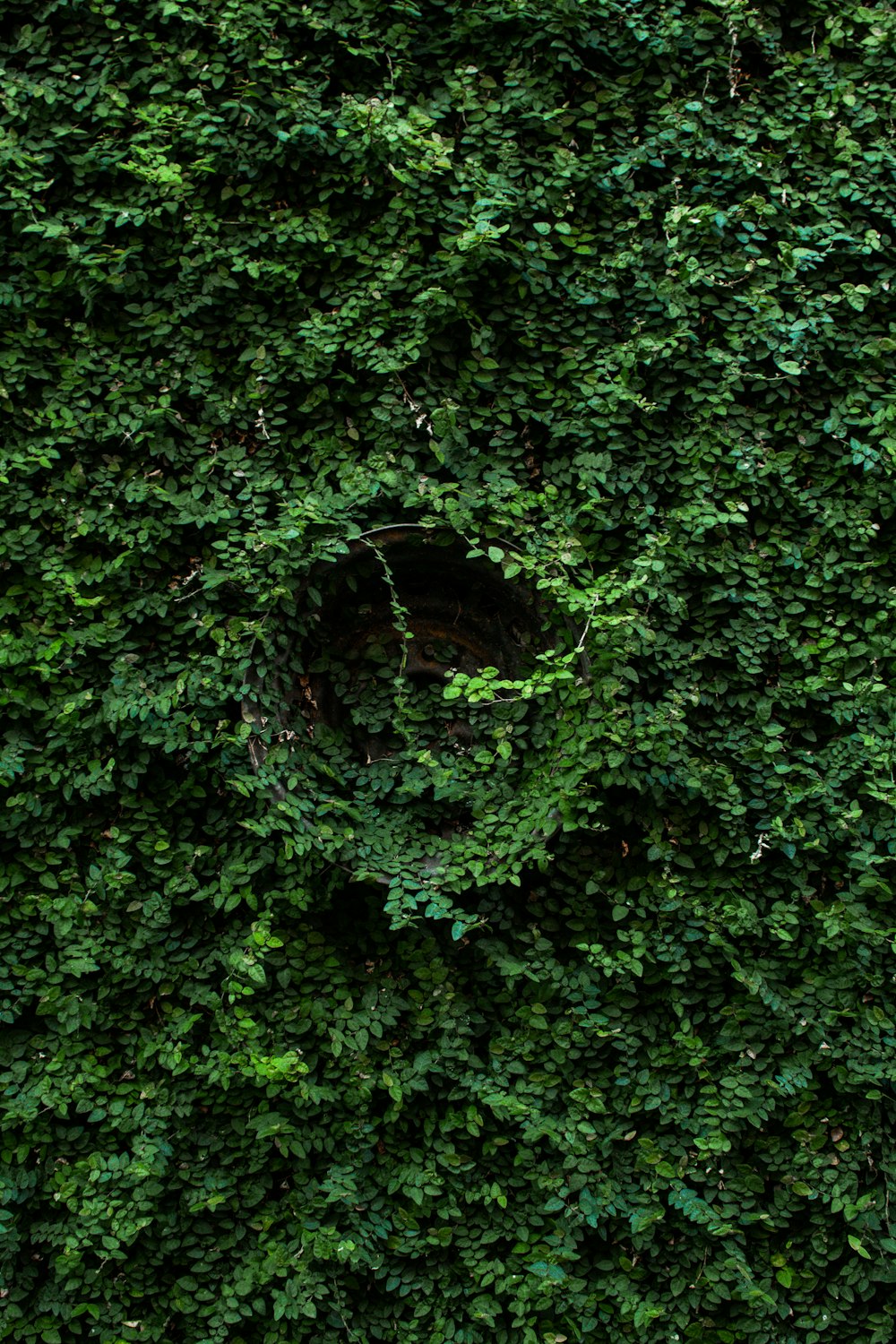 a green wall with a circular hole in the middle of it